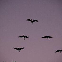 Kranichbeobachtungstour