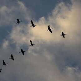 Kranichbeobachtungstour