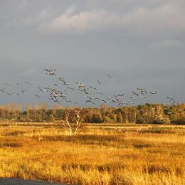 Kranichbeobachtungstour