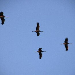 Kranichbeobachtungstour
